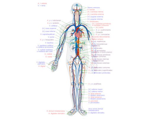 Protected: Interacting Systems in Organisms