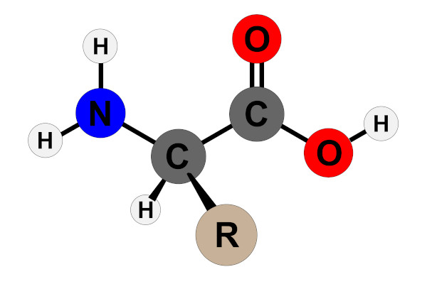 Amino_Acid_Structure