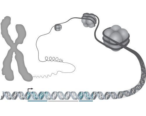 Protected: DNA Structure and Protein Function