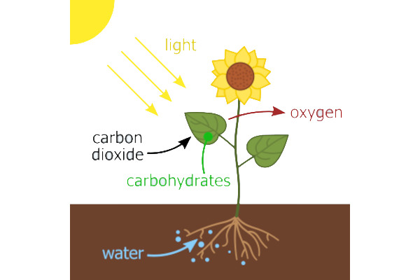 Photosynthesis