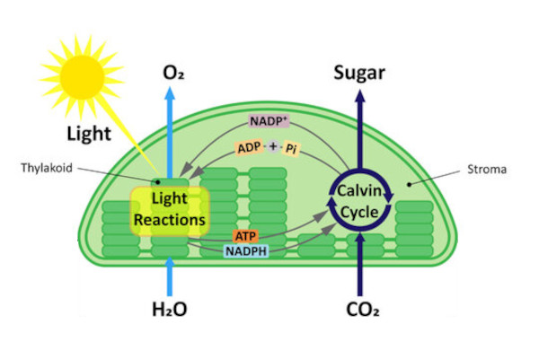 PhotosynthesisEnergy